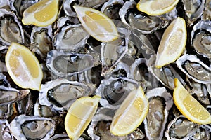 Delicious plate of French oysters with slices of lemon