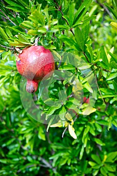 Delicious Pomegranate Fruit Closeup