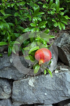 Delicious pomegranate fruit on a green leafs background.