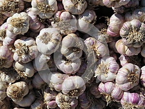 Delicious purple garlic with great taste and strong smell photo