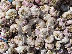 Delicious purple garlic with great taste and strong smell photo