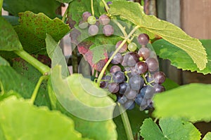 Delicious purple grapes, nearly ripe and ready to get eaten.