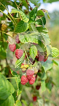 Delicious Raspberry Fruit Closeup Portrait View 02