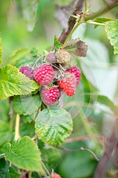 Delicious Raspberry Fruit Closeup Portrait View 03