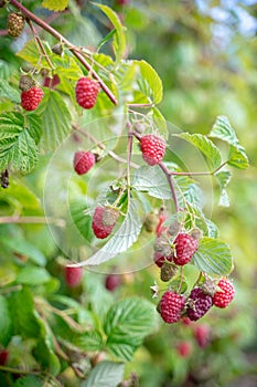 Delicious Raspberry Fruit Closeup View 01