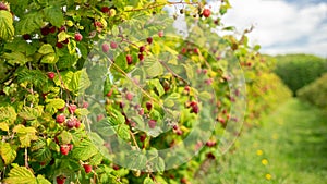 Delicious Raspberry Fruit Farm 01