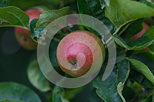 Delicious red apples growing on apple tree with green leaves in organic orchard in Vaud, Switzerland