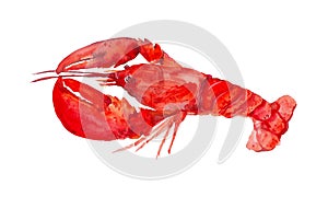 Delicious red boiled lobster. Watercolor illustration isolated on white background