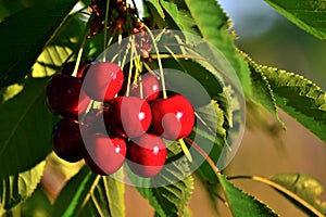 Delicious red cherries on a cherry tree in the evening sun