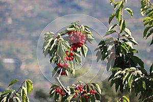 Delicious red cherries fruit beautiful tasty nutritious natural food photo