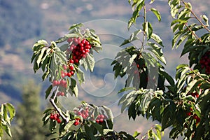 Delicious red cherries fruit beautiful tasty nutritious natural food photo