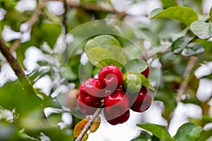 Delicious red cherries on the tree after the rain with drops on the fruits and blurred background