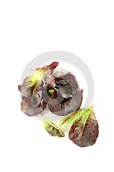 Delicious red lettuce