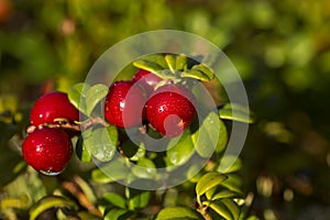 Delicious red lingonberry Vaccinium vitis-idaea berries after sunrise in golden light in Finnish nature