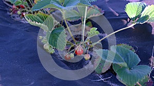 Delicious red strawberries grow in the field