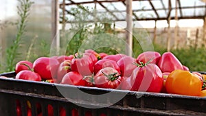 Delicious red tomatoes. A pile of tomatoes. Summer tray market agriculture farm full of organic tomatoes. Fresh tomatoes