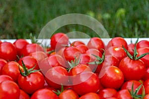 Delicious red tomatoes. Summer tray market agriculture farm full of organic vegetables