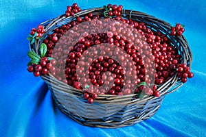 Delicious ripe cranberries in a wooden basket stands on a blue table