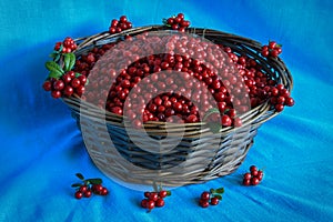 Delicious ripe cranberries in a wooden basket stands on a table
