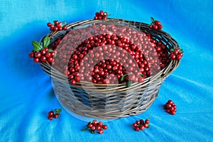 Delicious ripe cranberries in a wooden basket stands on table