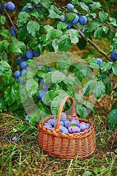 Delicious ripe plums in the basket on the green grass