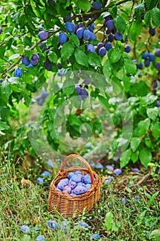 Delicious ripe plums in the basket on the green grass