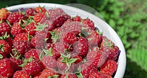 Delicious ripe raspberries from garden lie in white plate. Green grass background.Banner.