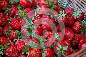 Delicious ripe strawberries in a basket