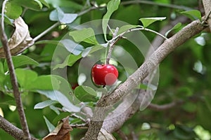 Delicious ripe sweet cherries as background, closeup view