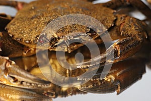 Delicious seafood pubescent crab tongs crustacean tweezers photo