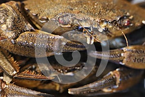 Delicious seafood pubescent crab tongs crustacean tweezers