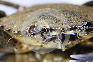 Delicious seafood pubescent crab tongs crustacean tweezers photo