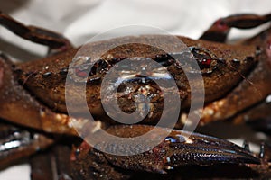Delicious seafood pubescent crab tongs crustacean tweezers