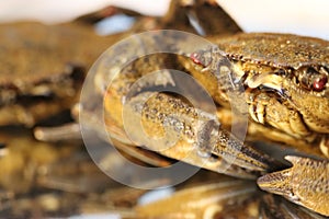 delicious seafood pubescent crab tongs crustacean tweezers photo