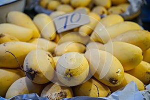 Delicious seasonal ripe or sweet yellow mangoes fruit fresh from garden showing natural scar and sap selling with price tag