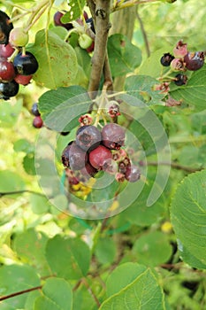 delicious serviceberry exotic fruit