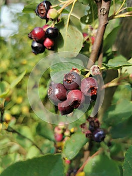 delicious serviceberry exotic fruit