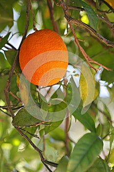 Delicious single orange fruit on tree