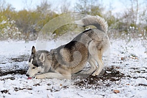 A delicious snow to sled dog