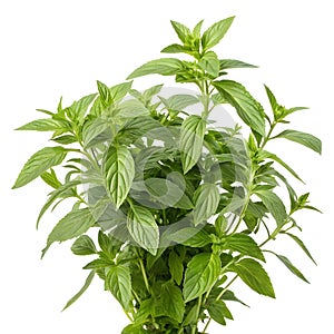 Delicious spaghetti on a fork isolated on white background