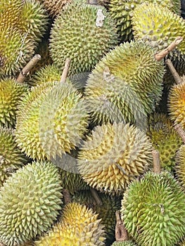 Delicious sweet taste durian fruit