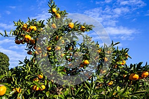 Delicious Wenzhou mandarin oranges from mikan orchard.