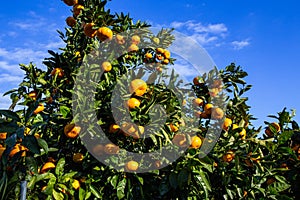 Delicious Wenzhou mandarin oranges from mikan orchard.