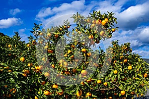 Delicious Wenzhou mandarin oranges from mikan orchard.