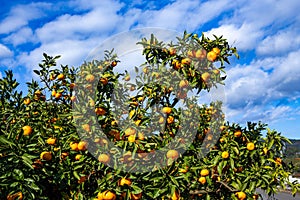 Delicious Wenzhou mandarin oranges from mikan orchard.