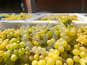 Delicious white grapes for wine production photo