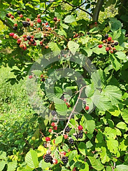 Delicious wild blackberries in detailed view