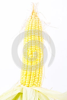 Deliciouse ear of sweet corn on cobs kernels or grains of ripe corn on white background vegetable isolated