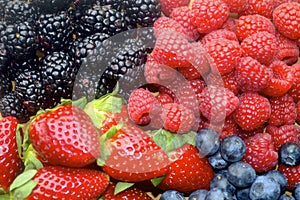 Deliciously Vibrant Berries