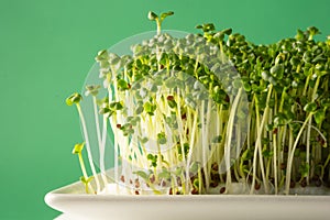 Delicius bio sprout luminous